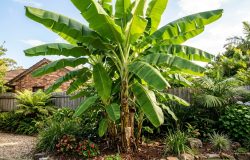Bananeira vigorosa sem frutos: entenda os motivos e como reverter a situação