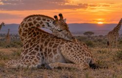 Biólogos explicam os riscos e como funciona o sono das girafas na savana