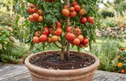 Borra de café no tomateiro: benefícios e cuidados para um cultivo saudável