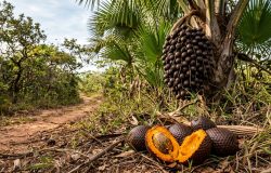 Buriti: a fruta do Cerrado com polpa cor de pôr do sol e sabor marcante