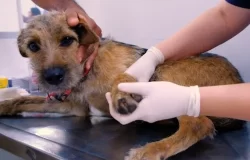 hospitais veterinários públicos