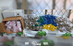 Cadela Eva localiza mais de 8 kg de drogas em imóvel abandonado em Guarulhos