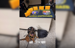 Cadela Pandora localiza maconha em ônibus e passageira é presa em Presidente Prudente