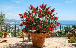 Calistemo: a planta australiana resistente que transforma seu terraço em um oásis florido