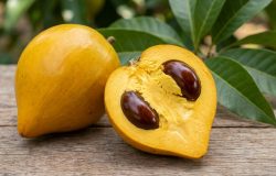 Canistel: conheça a fruta exótica que surpreende pelo sabor de doce de leite