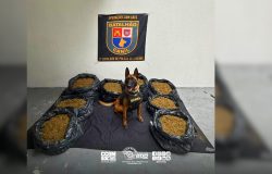 Cão farejador localiza mais de 118 kg de maconha em operação na zona sul de São Paulo