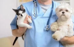 castração gratuita de cães