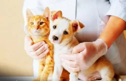 Castração Gratuita