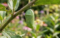 Casulo de borboleta no jardim: um bom sinal de ambiente saudável e vida pulsante