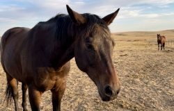 Cavalos revelam emoções através de expressões faciais complexas, aponta estudo