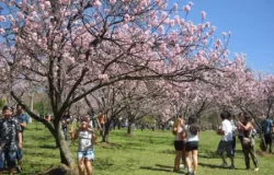 Festa das Cerejeiras