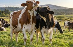 Ciência revela que vacas mantêm laços sociais e preferências por companheiras no rebanho