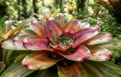 Como bromélias e outras plantas escondem água e exigem atenção no jardim