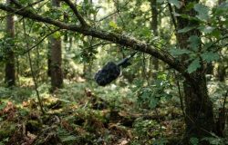 Como o monitoramento acústico mapeia a biodiversidade através do canto dos pássaros