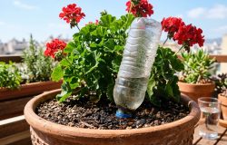 Como usar garrafa PET para manter plantas hidratadas em dias de calor extremo