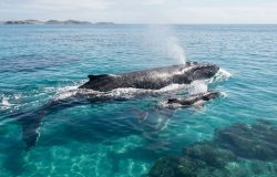 Conheça o primeiro parque nacional marinho do Brasil e santuário das jubarte