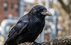 Corvos distinguem rostos humanos e mostram memória complexa em estudo