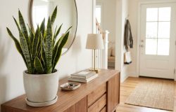 Cultivo da língua-de-sogra na entrada e o significado no feng shui