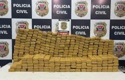 Denarc prende dois irmãos com 350 kg de maconha na Rodovia dos Bandeirantes