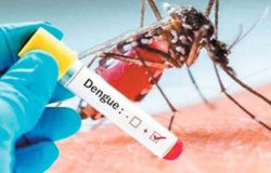 dengue1