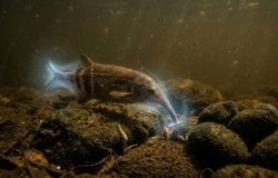 Eletrolocalização: como o peixe-elefante africano enxerga no escuro e inspira tecnologias