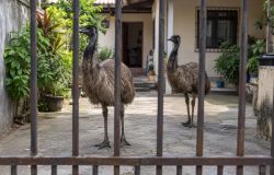 Emu de quase dois metros em viaduto no Rio e outro em casa levam polícia a resgatar as aves