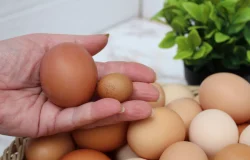 Entenda como o tamanho e o preparo alteram o valor calórico dos ovos