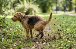 Entenda por que os cachorros raspam o chão após fazerem as necessidades