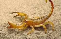 escorpiao