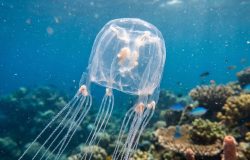 Espécie inédita de medusa-caixa é revelada em Singapura com potencial veneno mortal