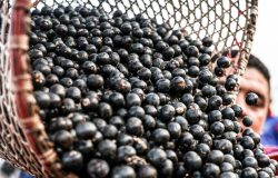 Exportação de frutas e polpas congeladas do Brasil é facilitada pela China