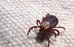 Febre maculosa mata 18 de cada 19 infectados em São Paulo e acende alerta médico