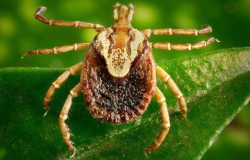 Febre maculosa