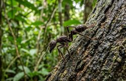 Formiga-bala: a picada mais dolorosa do mundo e seu papel em rituais amazônicos