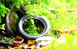 The presence of dengue vectors in discarded tires and artificial water containers in houses and peridomestic areas breeding grounds of mosquito , gnats, larvae in rain water