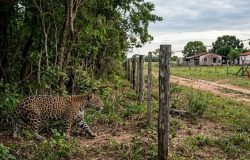 Fragmentação de habitats no Brasil: doenças de animais domésticos colocam felinos selvagens em risco
