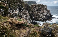 Furões soltos em ilha para coelhos ameaçam colônia de aves marinhas na Irlanda do Norte