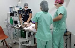 clínica veterinária social
