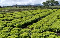 Governo de SP libera dois milhões em crédito para produtores rurais