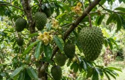 Gravioleira com flores e frutos simultâneos: entenda o ciclo produtivo da planta