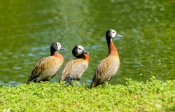 Gripe aviária é confirmada em ave silvestre no Parque Ibirapuera em São Paulo