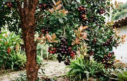 Grumixama e jabuticaba: entenda as diferenças entre as frutas nativas