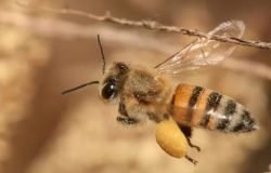 tantes polinizadores em todo o mundo. Fundamentais para a produção de alimentos