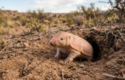 A reaparição do pichiciego menor em Mendoza renova as esperanças dos cientistas sobre a biodiversidade local.