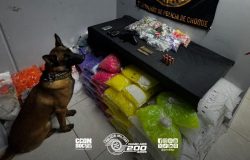 tante apreensão de drogas e munições durante operação de combate ao tráfico de d