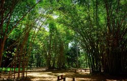 tantes destinos para a observação da fauna e o turismo de natureza no interior p