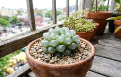 A Haworthia cooperi prefere luz forte, mas filtrada.