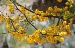 que esta planta possui compostos bioativos como flavonoides, taninos, alcaloides