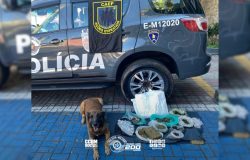 ém nenhum outro material ilícito foi localizado. A ocorrência foi apresentada na