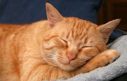 otricose, que normalmente é transmitido entre gatos e provoca sérias lesões na p